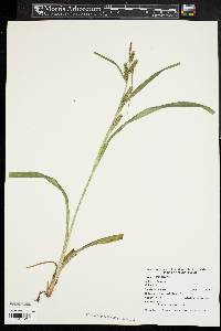 Carex scabrata image