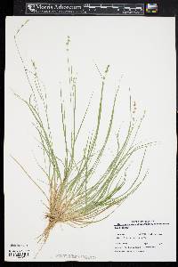 Carex seorsa image