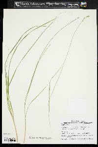 Carex seorsa image