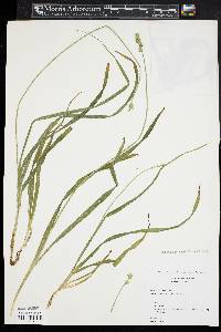 Carex sparganioides image