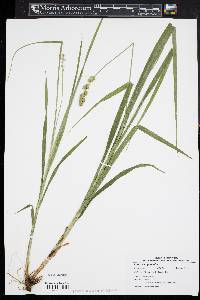 Carex sparganioides image