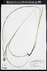 Carex squarrosa image