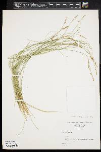 Carex sterilis image