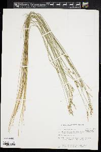 Carex sterilis image