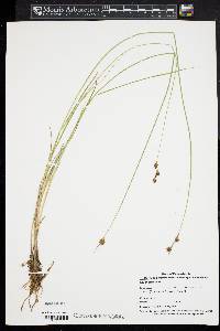 Carex straminea image