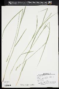 Carex straminea image