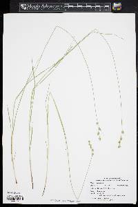 Carex straminea image