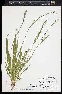 Carex striatula image