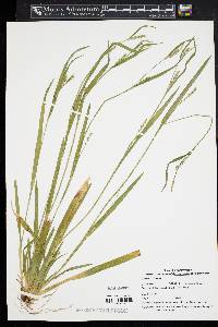 Carex striatula image