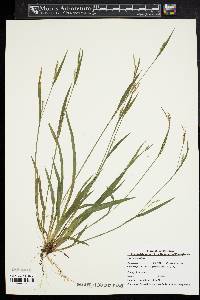 Carex striatula image