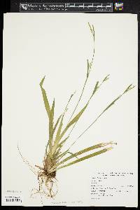 Carex striatula image