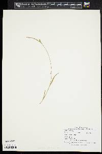 Carex styloflexa image