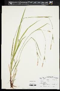 Carex styloflexa image