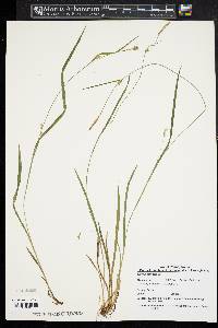 Carex styloflexa image