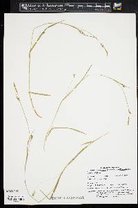 Carex styloflexa image