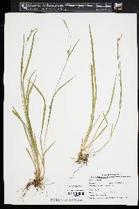 Carex styloflexa image