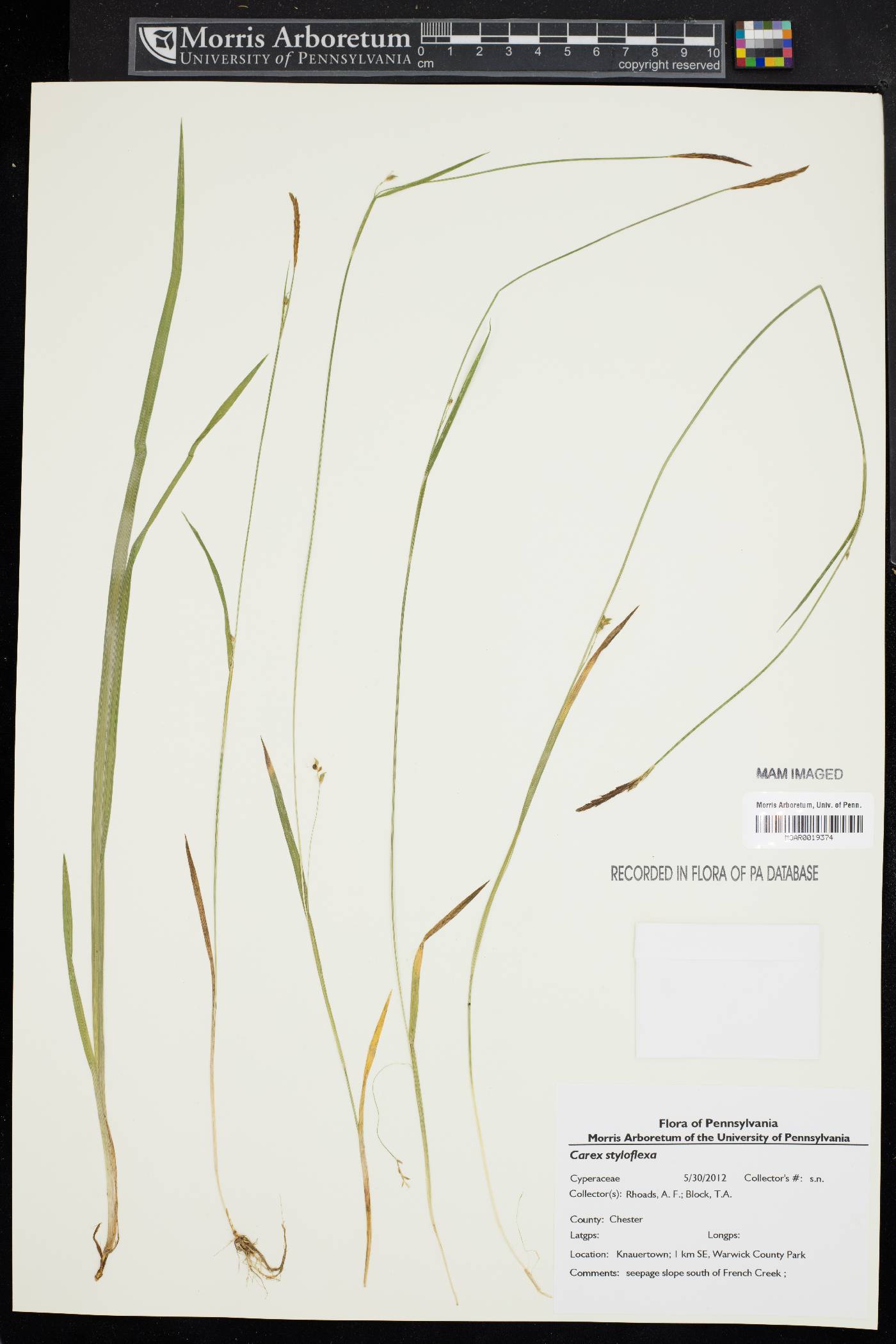 Carex styloflexa image