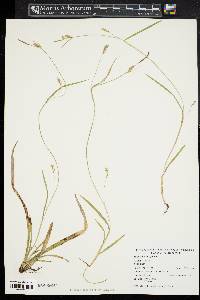 Carex styloflexa image