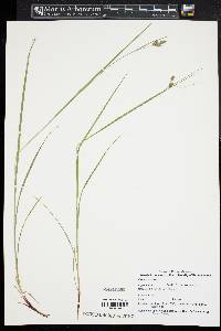 Carex swanii image