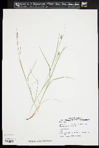 Carex swanii image