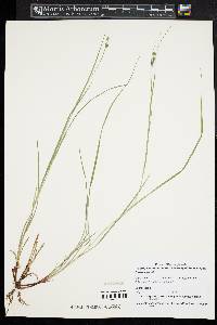 Carex swanii image