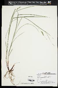 Carex swanii image