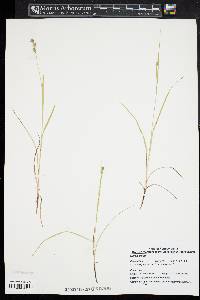 Carex swanii image