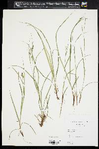 Carex swanii image