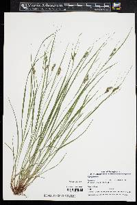 Carex swanii image