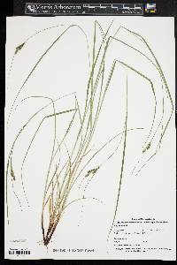 Carex swanii image