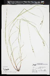 Carex swanii image