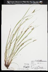 Carex swanii image