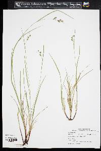 Carex swanii image