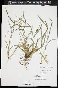 Carex glaucodea image