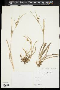 Carex glaucodea image