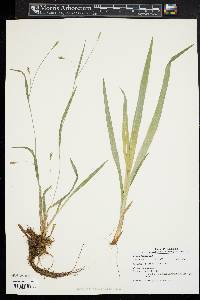 Carex glaucodea image