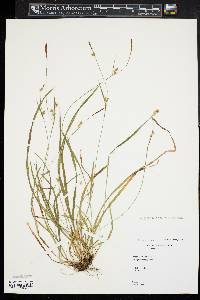 Carex gracilescens image