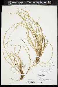 Carex gracilescens image