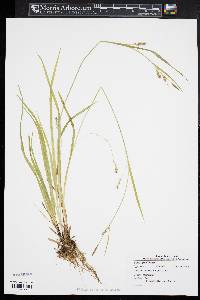 Carex gracilescens image