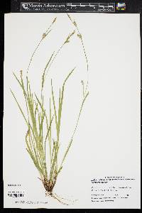 Carex gracilescens image