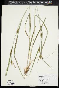 Carex granularis var. granularis image