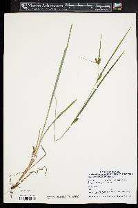 Carex granularis var. granularis image