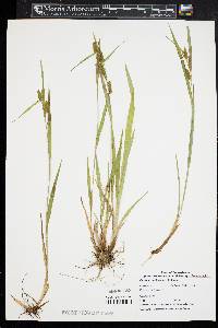 Carex granularis var. haleana image