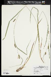 Carex granularis var. haleana image