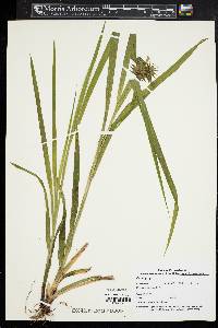 Carex grayi image