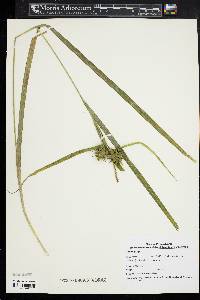 Carex grayi image