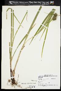 Carex grayi image