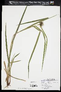 Carex grayi image