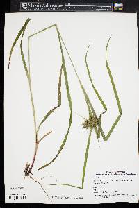 Carex grayi image