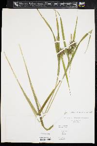 Carex grayi image